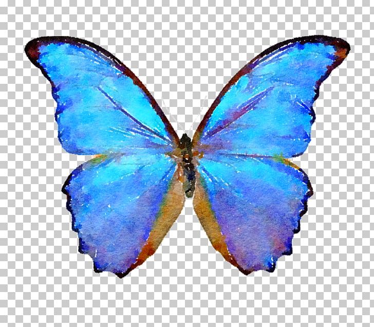Butterfly Morpho Menelaus Sunset Morpho Insect Morpho Peleides PNG, Clipart, Arthropod, Blue, Brush Footed Butterfly, Butterflies And Moths, Color Free PNG Download