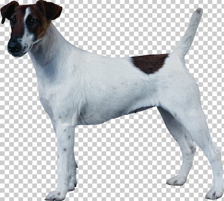 Jack Russell Terrier Smooth Fox Terrier Miniature Fox Terrier Tenterfield Terrier Chilean Terrier PNG, Clipart, Animal, Carnivoran, Companion Dog, Dog Breed, Dog Breed Group Free PNG Download