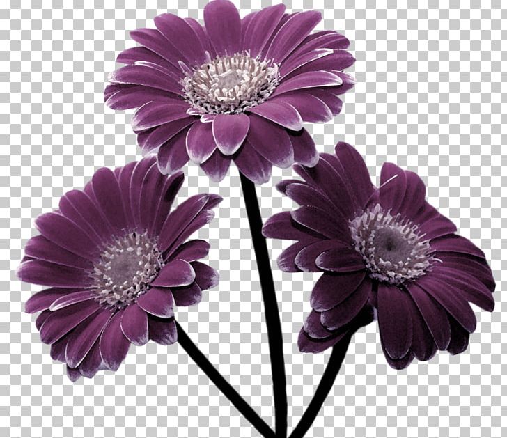 Transvaal Daisy Cut Flowers Chrysanthemum Garden Roses PNG, Clipart, Blog, Cari, Chrysanthemum, Chrysanths, Cicek Free PNG Download