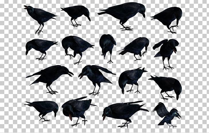 American Crow Rook Common Raven PNG, Clipart, American Crow, Beak, Bird, Common Raven, Crow Free PNG Download