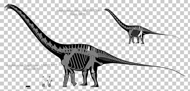 Amphicoelias Dinosaur Size Argentinosaurus Brachiosaurus Sauropoda PNG, Clipart, Amphicoelias Altus, Amphicoelias Fragillimus, Animal Figure, Black And White, Carnivoran Free PNG Download
