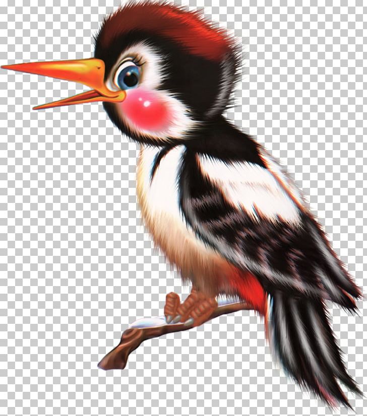 Bird Animal Coraciiformes PNG, Clipart, Animal, Animals, Badger, Beak, Bird Free PNG Download