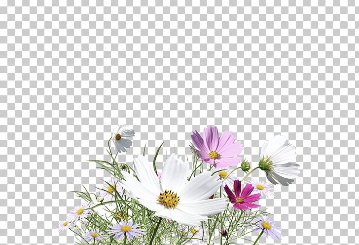 Flower PNG, Clipart, Christmas Decoration, Chrysanths, Cosmos, Daisy, Daisy Family Free PNG Download