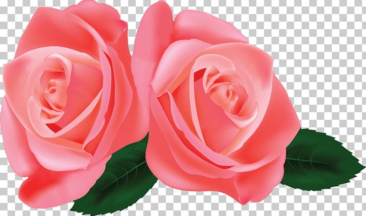 Garden Roses Cabbage Rose Floribunda Pink China Rose PNG, Clipart, Bara, China Rose, Closeup, Color, Cut Flowers Free PNG Download