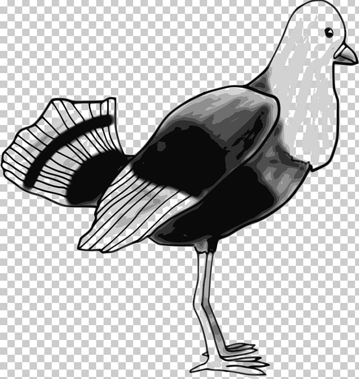 Line Art PNG, Clipart, Animals, Art, Beak, Bird, Black And White Free PNG Download