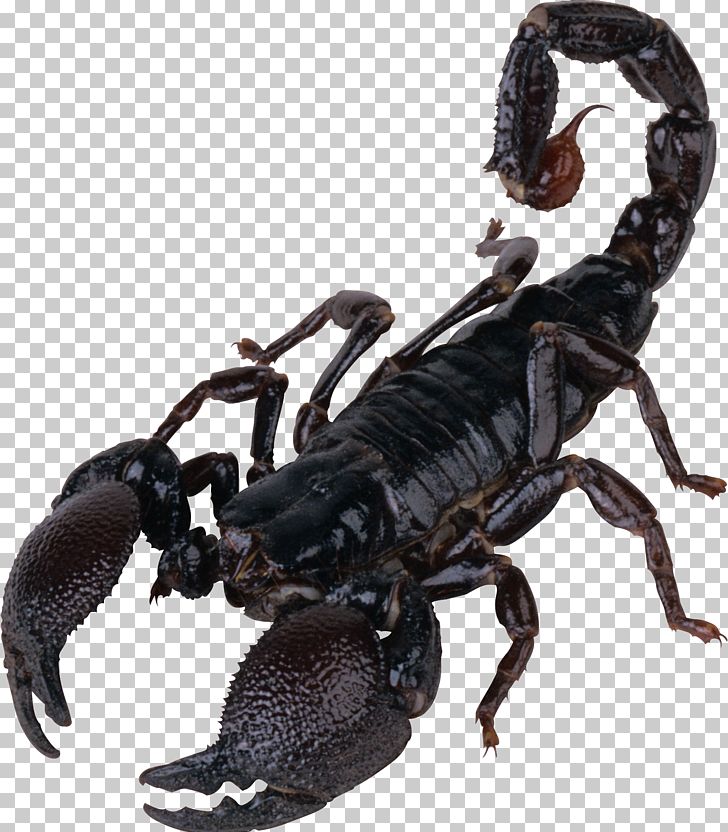 Scorpion PNG, Clipart, Arthropod, Clip Art, Computer Icons, Download, Encapsulated Postscript Free PNG Download