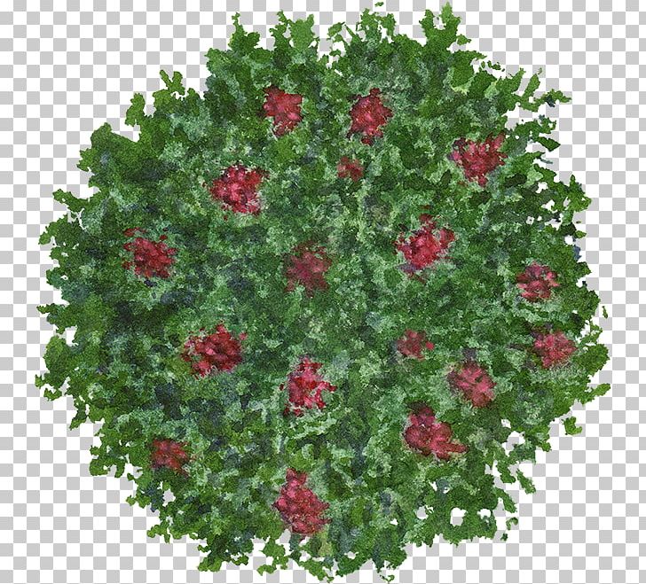Shrub Tree PNG, Clipart, Annual Plant, Chrysanths, Download, Flo, Flower Free PNG Download