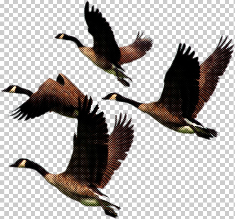 Bird Beak Water Bird Waterfowl Bird Migration PNG, Clipart, Animal Migration, Beak, Bird, Bird Migration, Canada Goose Free PNG Download