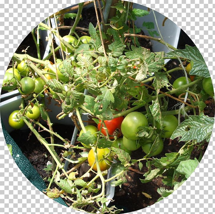 Bush Tomato Green Waste Compost Food PNG, Clipart, Asthma Spacer, Biodegradation, Bush Tomato, Compost, Food Free PNG Download