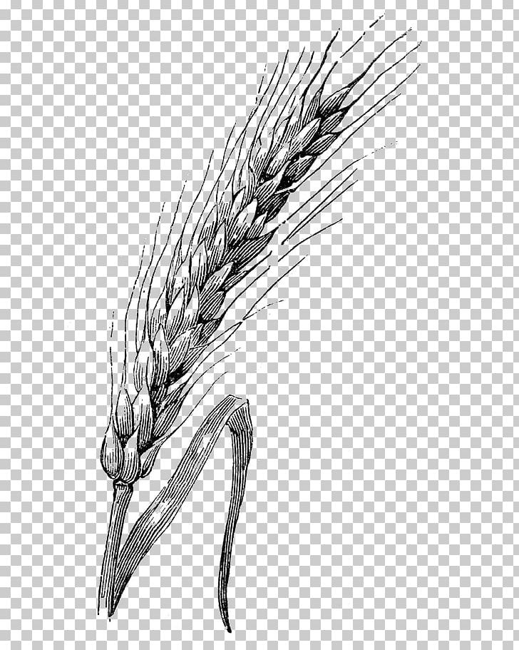 Drawing Wheat Watercolor Painting Sketch PNG, Clipart, Art, Barley, Black And White, Cereal, Coloring Pages Free PNG Download