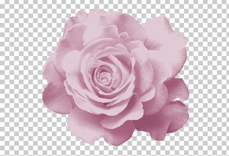 Garden Roses Cabbage Rose Floribunda Flower Petal PNG, Clipart, Artificial Flower, China Rose, Cut Flowers, Fleur, Floral Design Free PNG Download