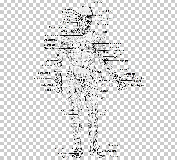 Marma Points Of Ayurveda: The Energy Pathways For Healing Body PNG, Clipart,  Free PNG Download