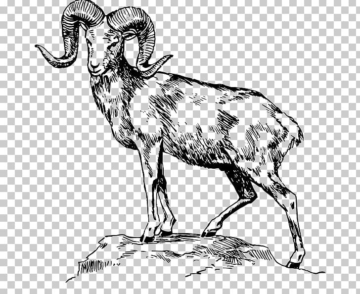 Bighorn Sheep Drawing PNG, Clipart, Argali, Art, Black And White, Cattle Like Mammal, Cow Goat Family Free PNG Download