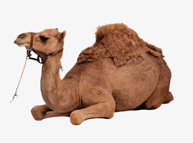 Desert Camel PNG, Clipart, Background, Bactrian, Bactrian Camel, Camel, Camel Background Free PNG Download
