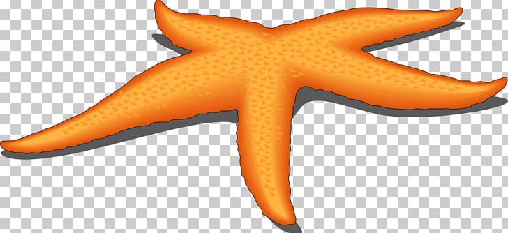 Starfish Free Content PNG, Clipart, Blog, Document, Echinoderm, Free Content, Invertebrate Free PNG Download