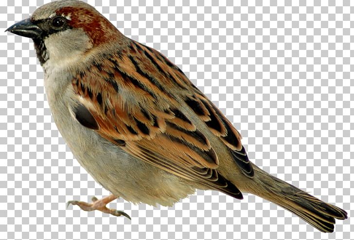 Jack Sparrow House Sparrow Bird Gulls PNG, Clipart, American Sparrows, Animals, Arama, Beak, Brambling Free PNG Download