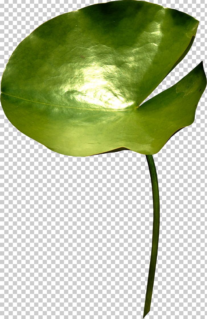 Leaf Green Plant Stem PNG, Clipart, Arum, Green, Leaf, Plant, Plant Stem Free PNG Download