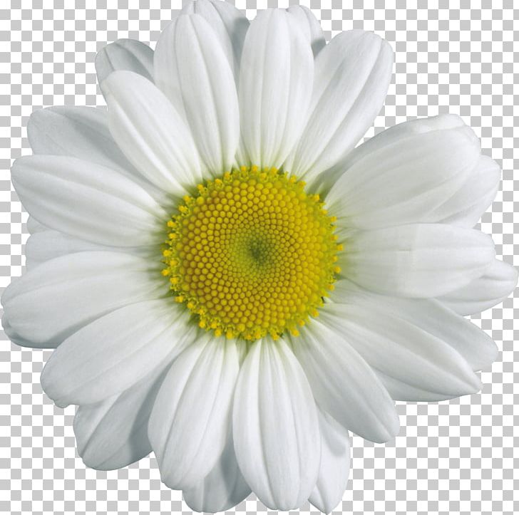 Chamomile PNG, Clipart, Chamomile, Chrysanths, Clip Art, Common Daisy, Computer Icons Free PNG Download