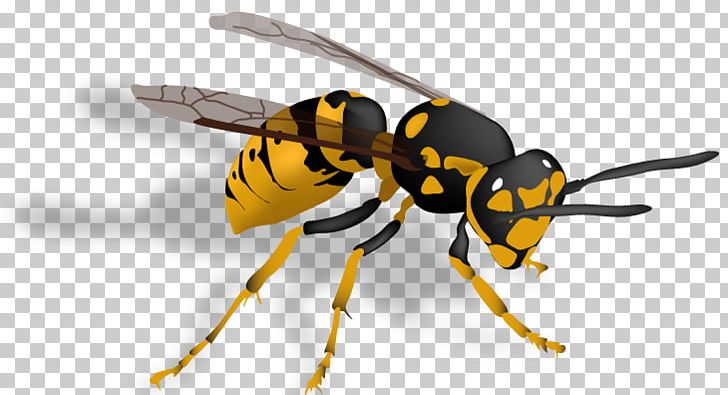 Hornet Bee Insect Vespula Wasp PNG, Clipart, Arthropod, Baldfaced Hornet, Bee, Common Wasp, Eastern Cicada Killer Free PNG Download