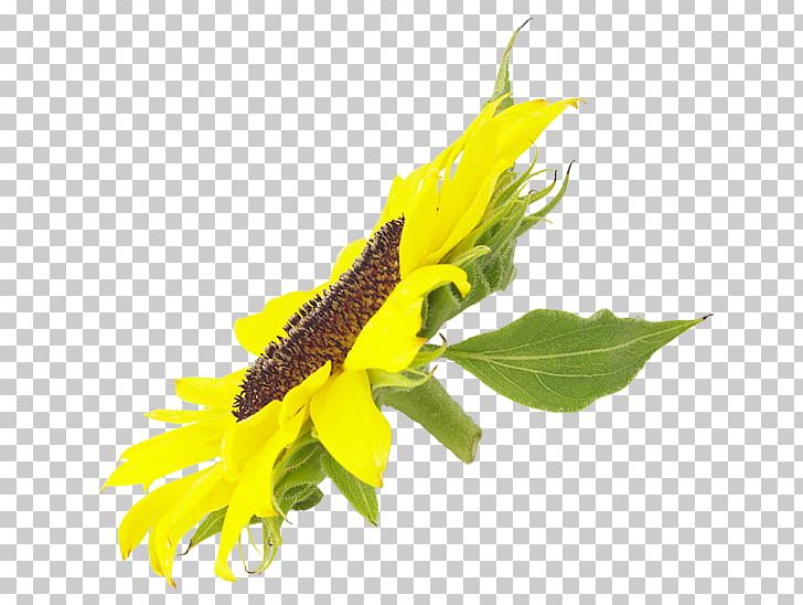 Common Sunflower PNG, Clipart, Common Sunflower, Flower, Flowering, Flowers, Green Free PNG Download
