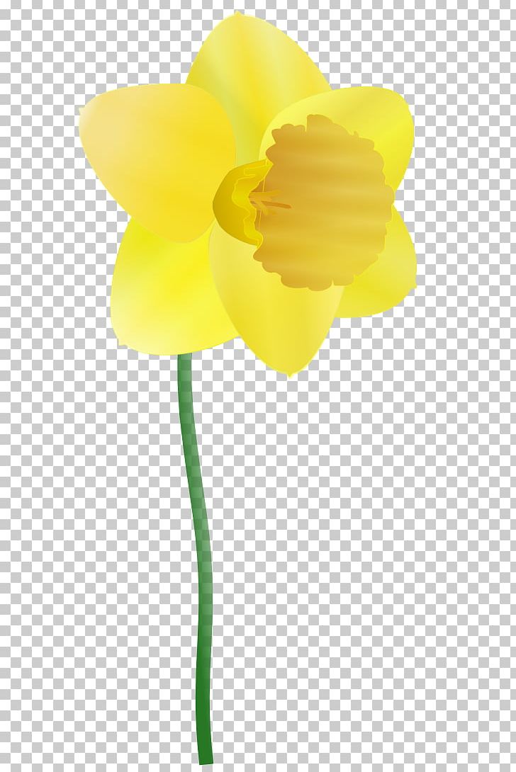 Daffodil PNG, Clipart, Animation, Blog, Cartoon, Clip Art, Cut Flowers Free PNG Download