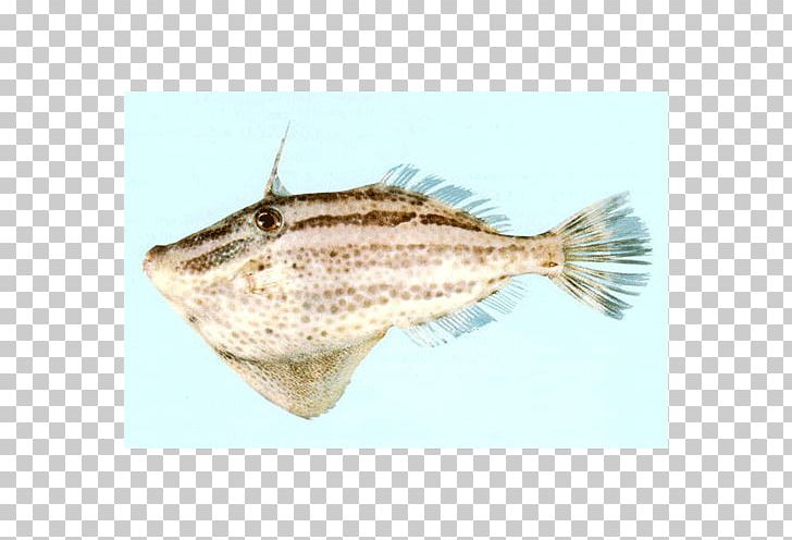 Flounder Sole Salted Fish Perch PNG, Clipart, Below, Family, Fauna, Fish, Flatfish Free PNG Download