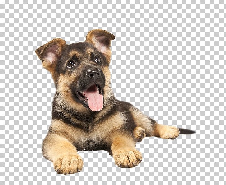 German Shepherd Dog Breed Puppy Dobermann Rottweiler PNG, Clipart, Animals, Bre, Carnivoran, Companion Dog, Dobermann Free PNG Download