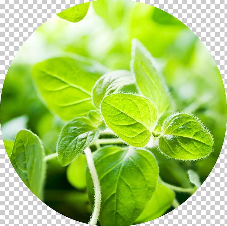 Oregano Essential Oil Herb Food PNG, Clipart, Abelmoschus Moschatus, Basil, Carvacrol, Essential Oil, Food Free PNG Download
