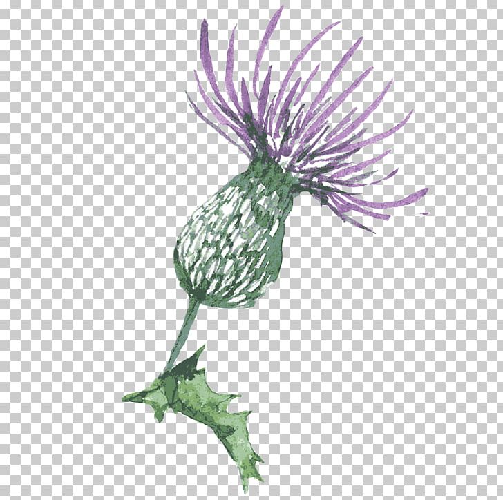 Silybum Thistle Portable Network Graphics PNG, Clipart, Burdock, Daisy Family, Dandelion, Drawing, Encapsulated Postscript Free PNG Download