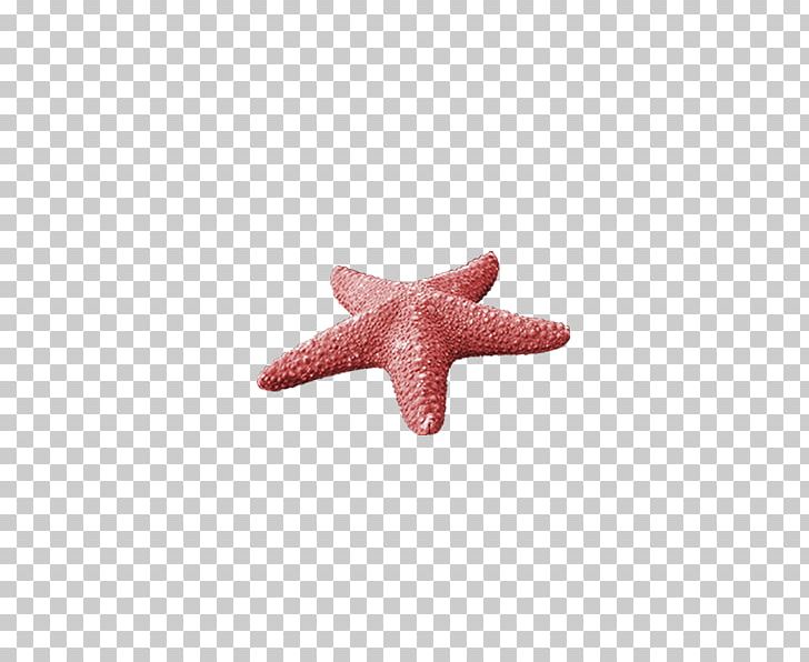 Starfish Sea PNG, Clipart, Animals, Beautiful Starfish, Cartoon Starfish, Data, Data Compression Free PNG Download