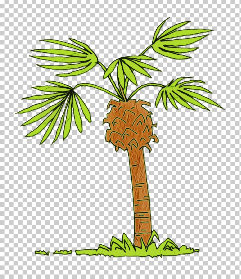 Palm Trees PNG, Clipart, Asian Palmyra Palm, Biology, Borassus, Flower, Flowerpot Free PNG Download