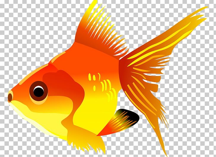 Carassius Auratus Fish PNG, Clipart, Animals, Beak, Bony Fish, Carassius Auratus, Encapsulated Postscript Free PNG Download