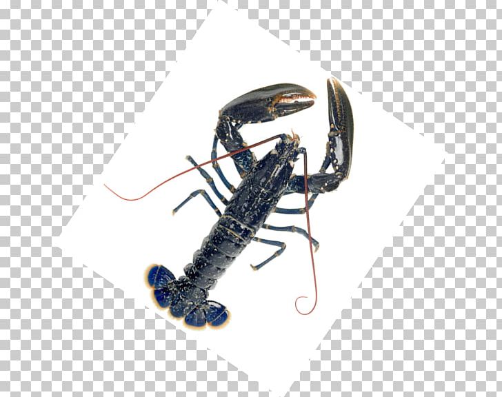 CORSICAFISH Grossiste En Produits De La Mer European Lobster Seafood Wholesale Sales PNG, Clipart, 23 December, 28 December, Alt Attribute, Animal Source Foods, Decapoda Free PNG Download