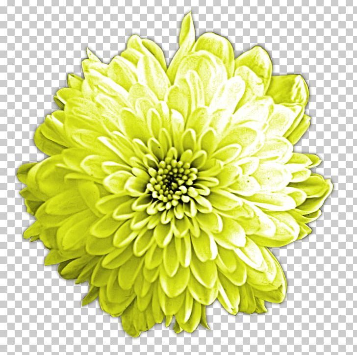 Cut Flowers Chrysanthemum Dahlia Floristry PNG, Clipart, Chrysanthemum, Chrysanths, Common Daisy, Cut Flowers, Dahlia Free PNG Download