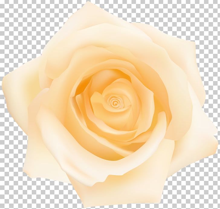 Garden Roses Cut Flowers Petal Yellow PNG, Clipart, Clip Art, Clipart, Closeup, Cut Flowers, Family Free PNG Download