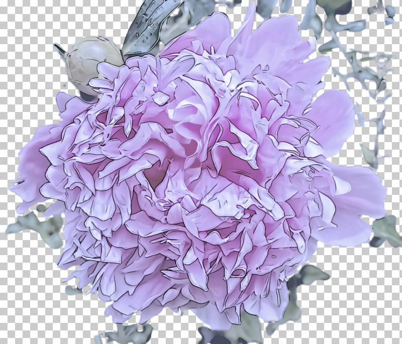 Lavender PNG, Clipart, Cut Flowers, Flower, Hydrangeaceae, Lavender, Lilac Free PNG Download