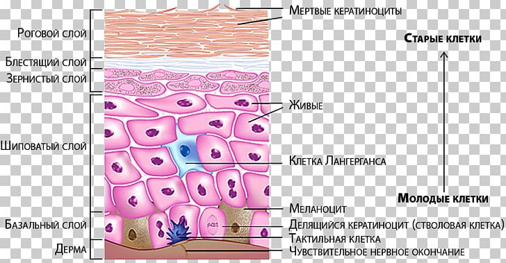 Human Skin Melanocyte Epidermis Nerve Integumentary System PNG, Clipart, Anatomy, Angle, Area, Cutaneous Condition, Dermis Free PNG Download