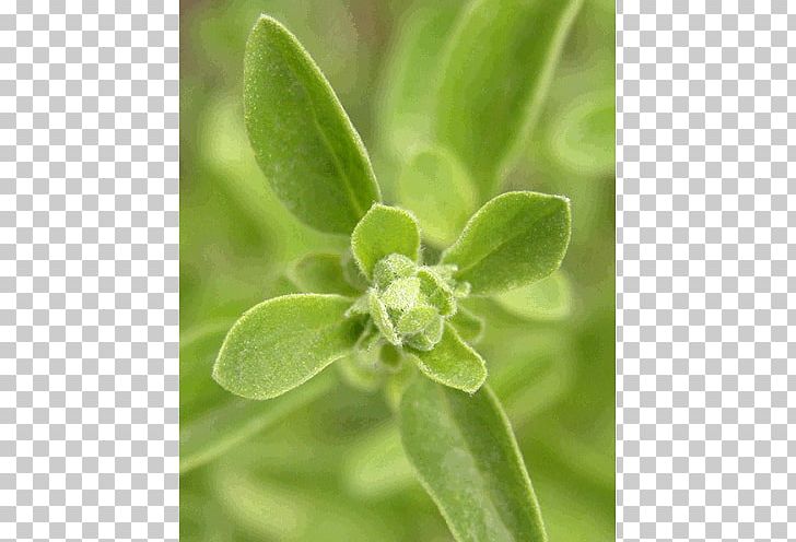 Organic Food Organic Certification Essential Oil Soil Association Marjoram PNG, Clipart, Carrier Oil, Certification, Essential Oil, Herb, Leaf Free PNG Download