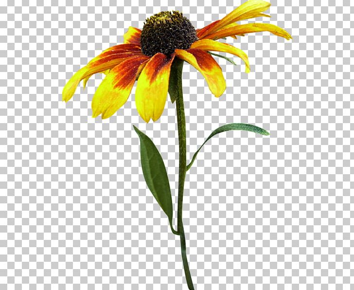 Others Sunflower Plant Stem PNG, Clipart, Cicek Resimleri, Coneflower, Cut Flowers, Daisy Family, Download Free PNG Download