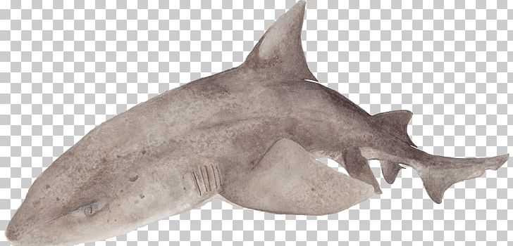 Requiem Sharks Sharptooth Houndshark Leopard Shark Tiger Shark PNG, Clipart, Animal, Animal Figure, Cartilaginous Fish, Catshark, Common Smoothhound Free PNG Download