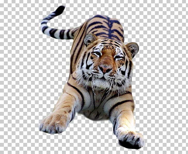 Bengal Tiger Desktop PNG, Clipart, Animals, Bengal Tiger, Big Cats, Carnivoran, Cat Like Mammal Free PNG Download