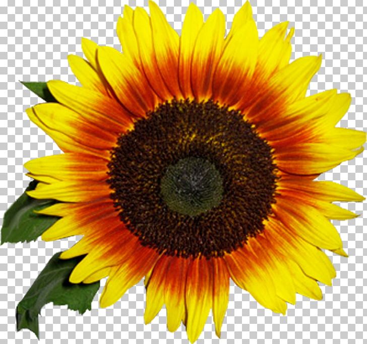 Common Sunflower Sunflower Seed Daisy Family PNG, Clipart, Annual Plant, Asterales, Blog, Clytie, Common Sunflower Free PNG Download