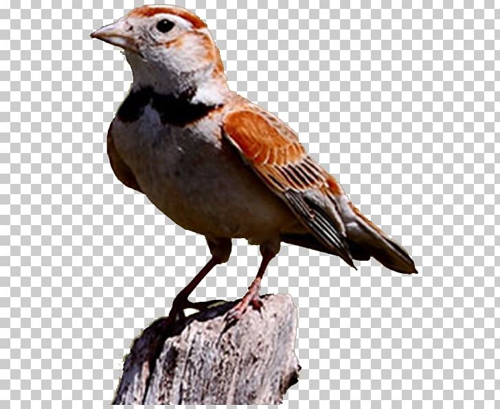 Lark Bird Mite PNG, Clipart, Animals, Beak, Bird, Bird Cage, Birds Free PNG Download