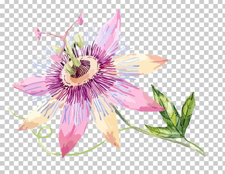 Passion Flower Passion Fruit Portable Network Graphics PNG, Clipart, Cut Flowers, Dogwood, Flora, Floral Design, Floristry Free PNG Download