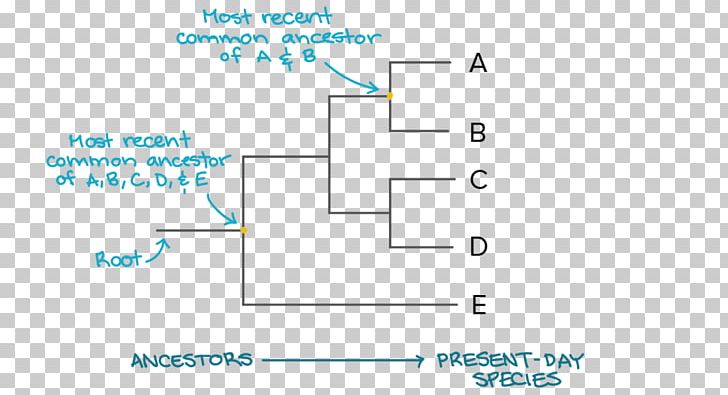Phylogenetic Tree Phylogenetics Evolution Cladogram PNG, Clipart, Angle, Archaeans, Area, Biology, Blue Free PNG Download