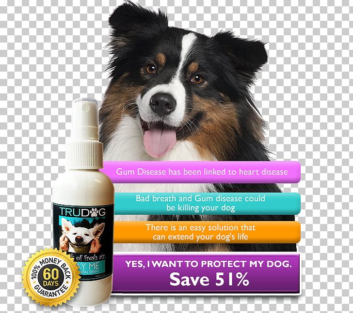 Dog Breed Australian Shepherd German Shepherd Stock Photography PNG, Clipart, Advertising, Australian Shepherd, Black Tricolor, Companion Dog, Depositphotos Free PNG Download