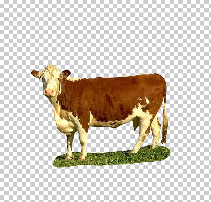 Dairy Cattle Texas Longhorn Beef Cattle Calf Goat PNG, Clipart, Animals, Baka, Beef, Beef Cattle, Calf Free PNG Download