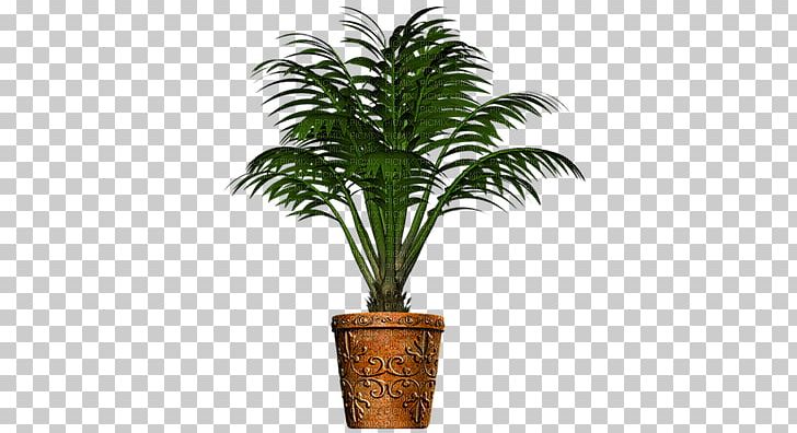 Phoenix Canariensis Date Palm Arecaceae Plant PNG, Clipart, Acoelorrhaphe Wrightii, Arecaceae, Arecales, Areca Palm, Arenga Free PNG Download