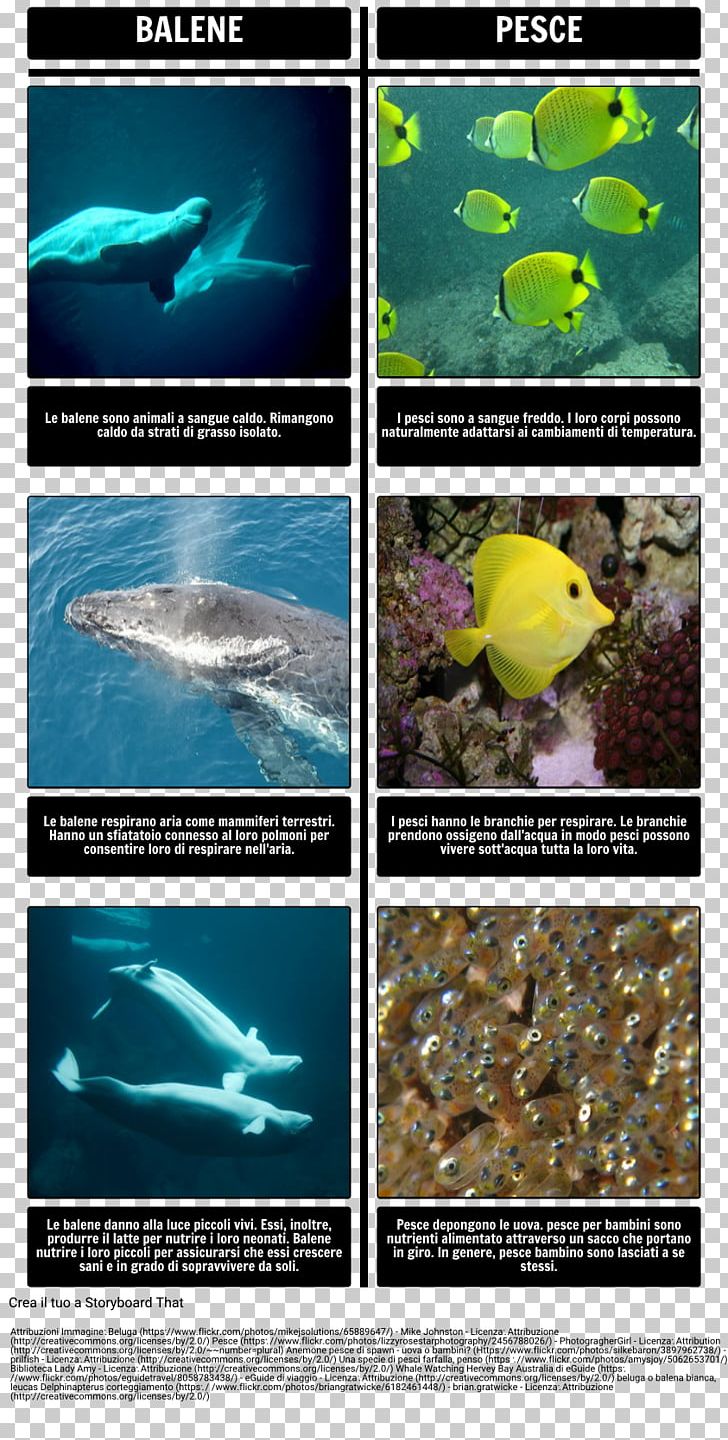 Amos & Boris Sea Mammals Marine Mammal Cetacea PNG, Clipart, Advertising, Animal, Animals, Aquatic Mammal, Cetacea Free PNG Download