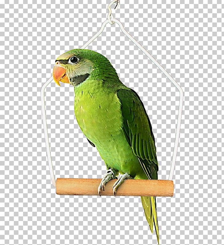 Bird Budgerigar True Parrot PNG, Clipart, Animals, Beak, Bird, Bird Supply, Blog Free PNG Download